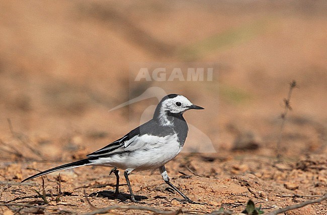 Amur Wagtail, Motacilla alba leucopsis, male at Doi Angkang, Thailand stock-image by Agami/Helge Sorensen,