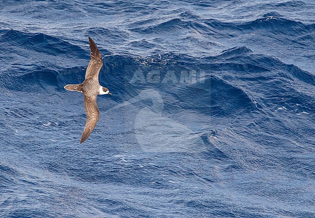 White-necked Petrel (Pterodroma cervicalis) flying over the pacific ocean north of New Zealand. stock-image by Agami/Marc Guyt,