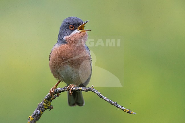 Moltoni's Warbler; Sylvia subalpina stock-image by Agami/Daniele Occhiato,