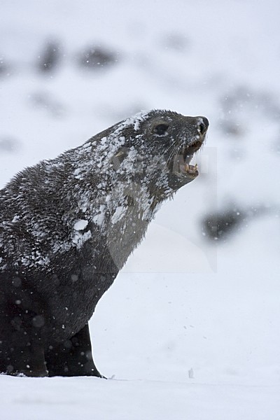 Antarctic Fur Seal closeup; Antarctische Pelsrob portret stock-image by Agami/Marc Guyt,