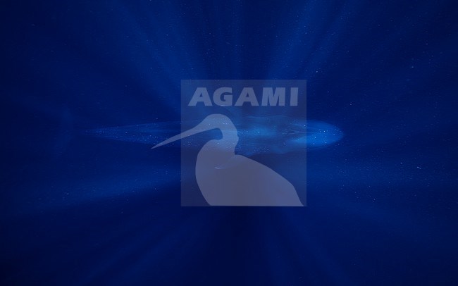 Blue Whale (Balaenoptera musculus ssp brevicauda) seen from above swimming in between the sun rays. stock-image by Agami/Lennart Verheuvel,