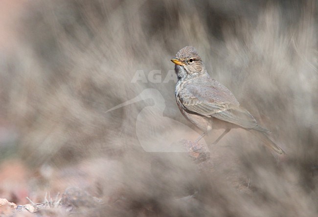 Woestijnleeuwerik zittend op stenige ondergrond. Desert Lark sitting on stony ground stock-image by Agami/Ran Schols,