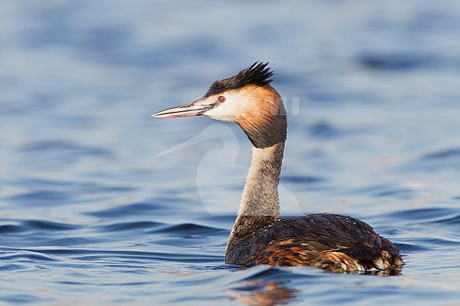 Adult Great Crested Grebe in breedingplumage stock-image by Agami/Menno van Duijn,