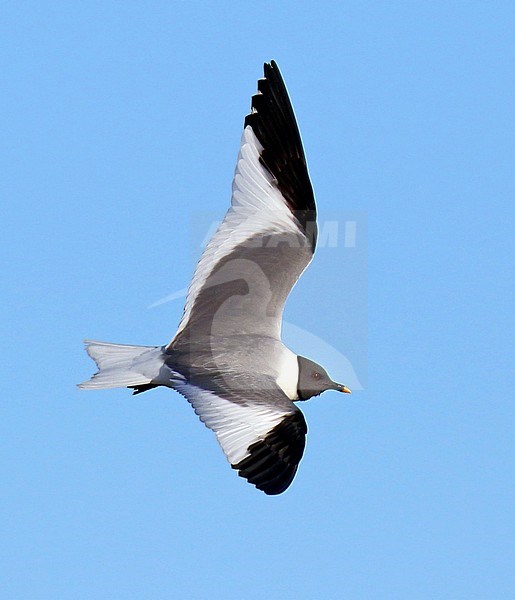 Adult Sabine's Gull (Xema sabini) during the breeding season on the tundra in northern Alaska, United States. stock-image by Agami/Dani Lopez-Velasco,