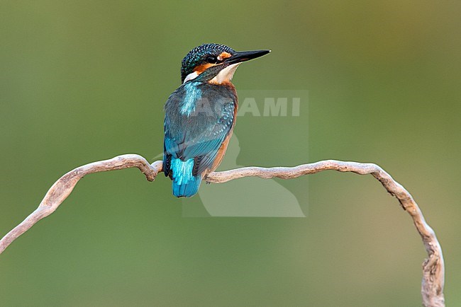 Common Kingfisher, Alcedo atthis, in Italy. stock-image by Agami/Daniele Occhiato,