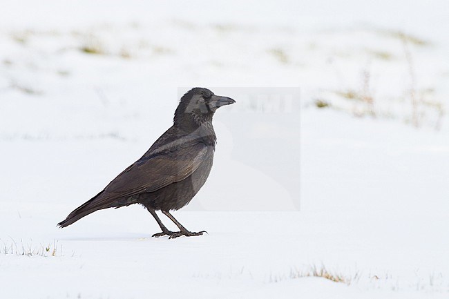  stock-image by Agami/Menno van Duijn,