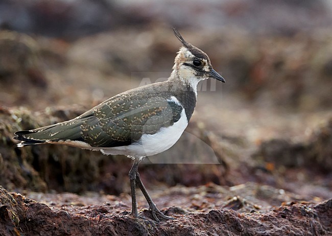 Juveniele Kievit op akker; Juvenile Northern Lapwing in stubble field stock-image by Agami/Markus Varesvuo,