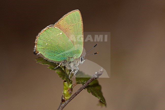 Groentje / Green Hairstreak (Callophrys rubi) stock-image by Agami/Wil Leurs,