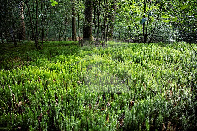 Interrupted Clubmoss, Spinulum an,notinum stock-image by Agami/Wil Leurs,