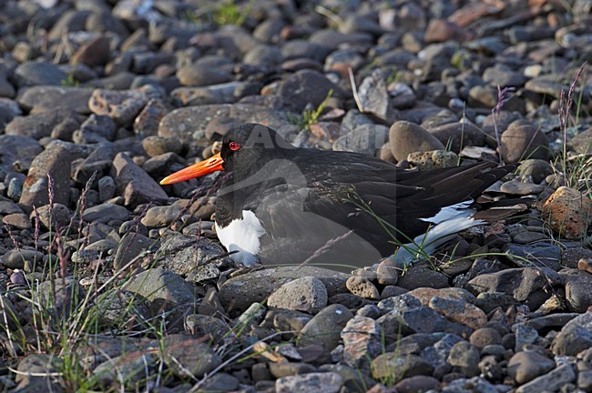 Scholekster op het nest; Oystercatcher nesting stock-image by Agami/Markus Varesvuo,