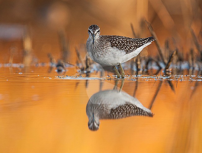 Bosruiter, Wood Sandpiper, Tringa glareola Greece, 1st cy stock-image by Agami/Ralph Martin,