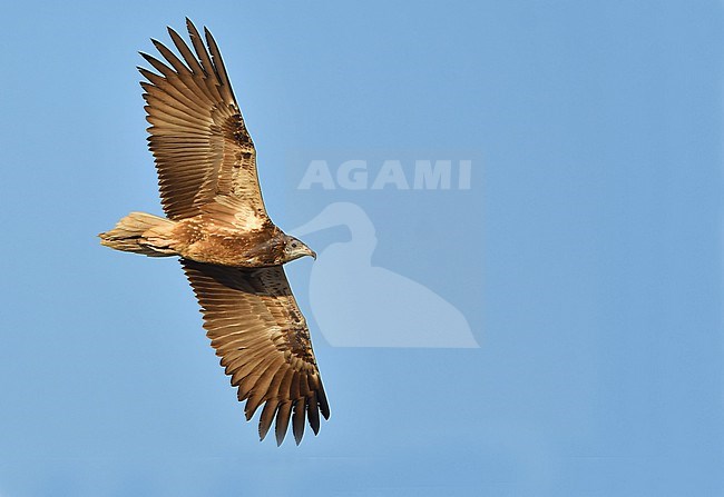 stock-image by Agami/Eduard Sangster,