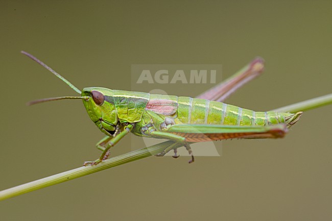 Kleine gouden sprinkhaan; Small gold grasshopper stock-image by Agami/Arnold Meijer,
