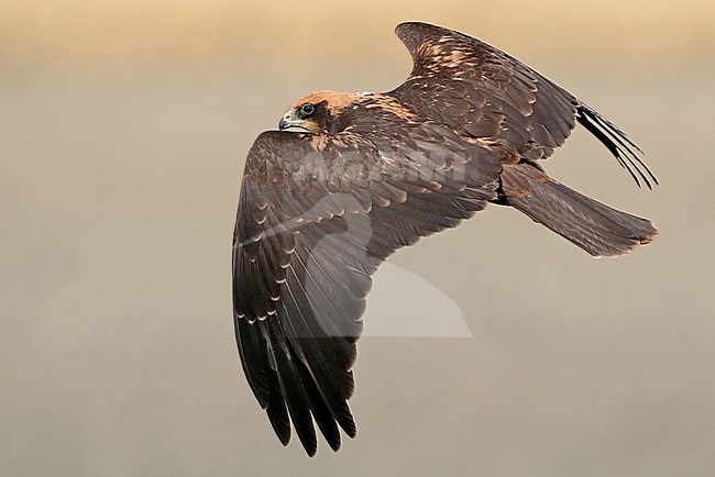 Marsh Harrier (Circus aeruginosus), juvenile in flight, seen from the side, showing upperwing. stock-image by Agami/Fred Visscher,