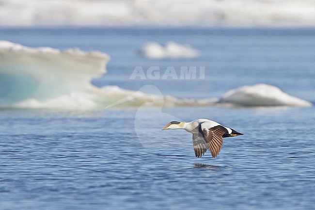 Common Eider (Somateria mollissima) flying over the Hudson's Bay in Manitoba, Canada. stock-image by Agami/Glenn Bartley,