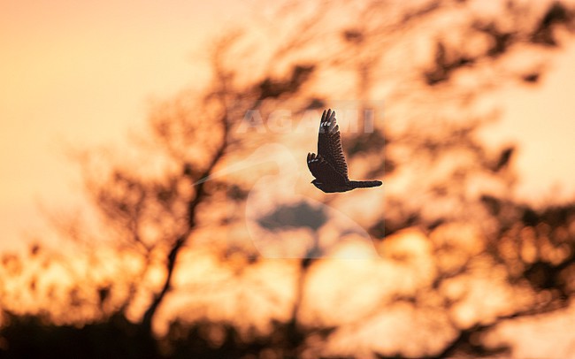 European Nightjar (Caprimulgus europaeus) in flight at sunset at North Zealand, Denmark stock-image by Agami/Helge Sorensen,