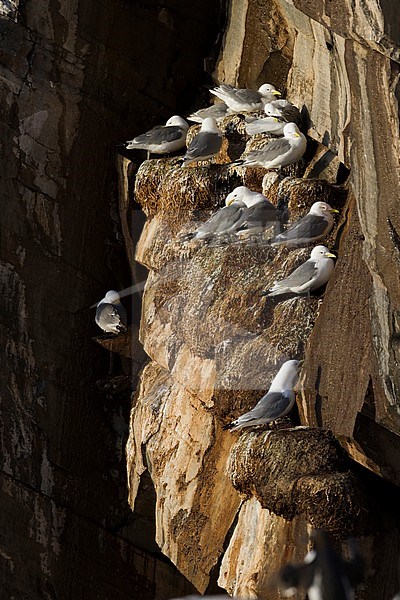 Black-legged Kittiwake, Drieteenmeeuw, Rissa tridactyla, Norway, adult stock-image by Agami/Ralph Martin,