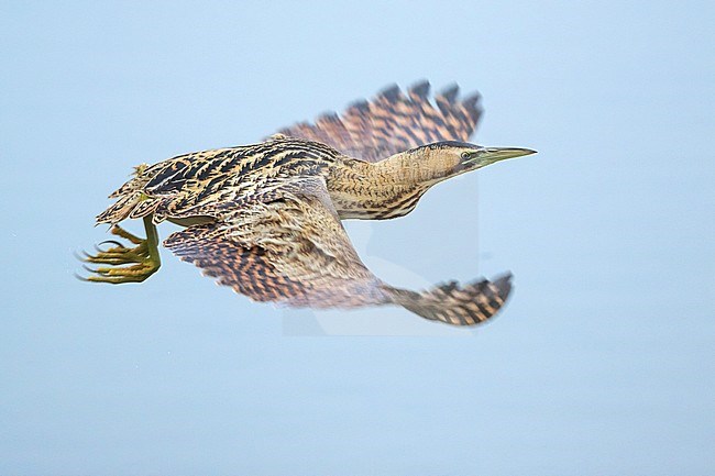 Eurasian Bittern (Botaurus stellaris ssp. stellaris) in flight in Switzerland stock-image by Agami/Ralph Martin,