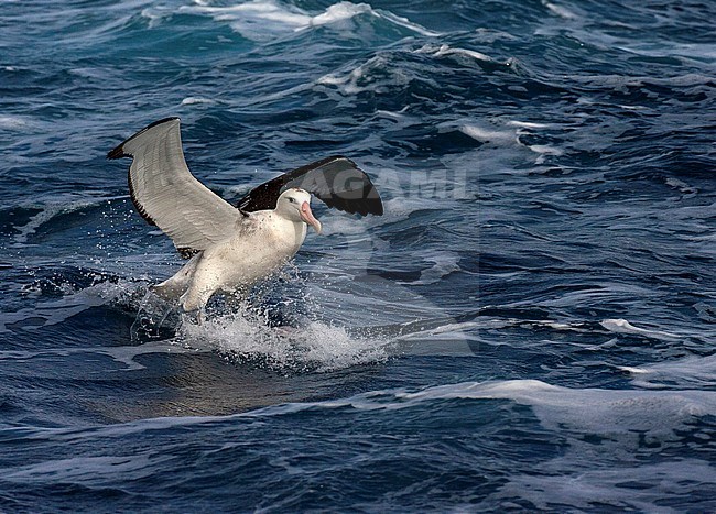 Critically endangered Tristan Albatross (Diomedea dabbenena) in the atlantic ocean off Gough island. Adult bird landing on blue colored rough seas. stock-image by Agami/Marc Guyt,