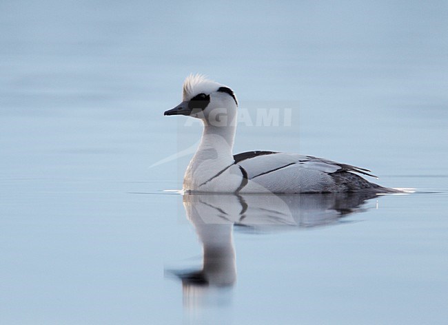 Zwemmend mannetje Nonnetje; Swimming male Smew stock-image by Agami/Markus Varesvuo,