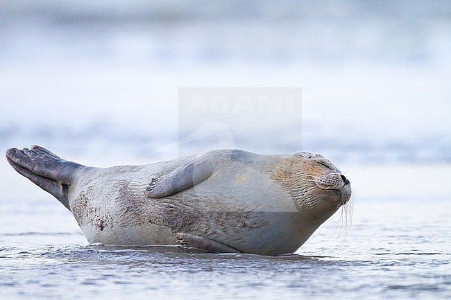 Common Seal, Phoca vitulina, immature animal resting on the beach with high tide at sunset during storm. Seal sleeping on the shoreline. stock-image by Agami/Menno van Duijn,