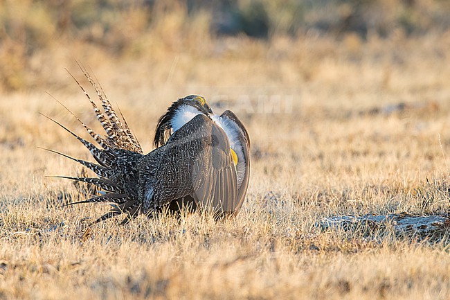 Adult male Gunnison Grouse, Centrocercus minimus
Gunnison Co., Colorado, USA. stock-image by Agami/Brian E Small,