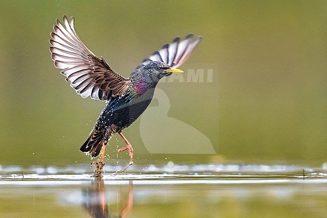 Common Starling (Sturnus vulgaris) at water edge in Italy. stock-image by Agami/Daniele Occhiato,