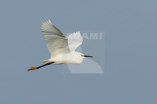 Adult breeding
Galveston Co., TX
April 2014 stock-image by Agami/Brian E Small,