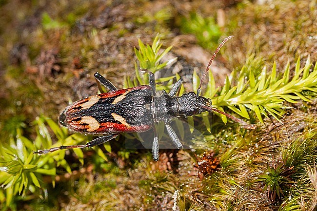 Rhagium bifasciatum - Two-banded Longhorn beetle - Gelbbindige Zangenbock, Germany (Baden-Württemberg), imago stock-image by Agami/Ralph Martin,