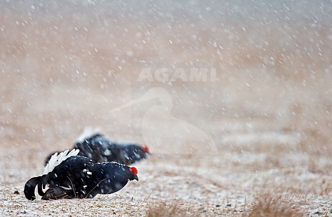 Mannetje Korhoen, Black Grouse male stock-image by Agami/Markus Varesvuo,