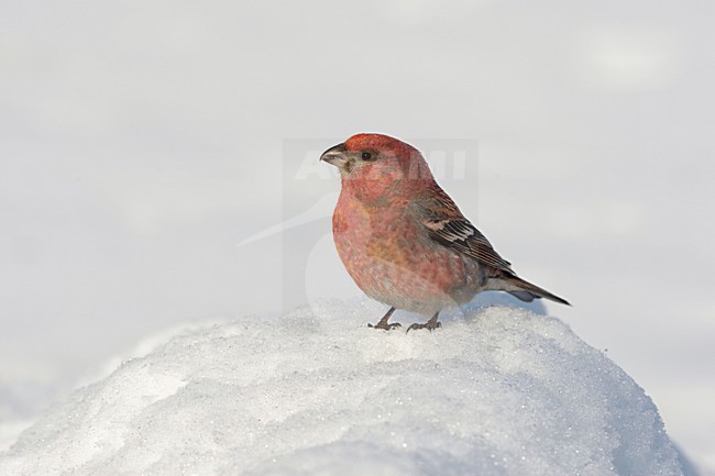 Haakbek man zittend in de sneeuw; Pine Grosbeak male perched in the snow stock-image by Agami/Arie Ouwerkerk,