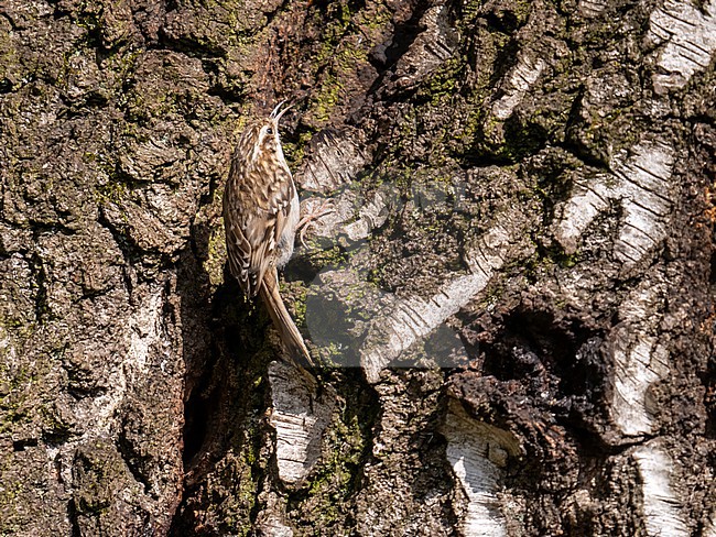 Boomkruiper, Short-toed Treecreeper, Certhia brachydactyla stock-image by Agami/Hans Germeraad,