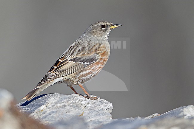 Alpine Accentor (Prunella collaris) sitting on colorfull rocks in  moutain landscape in the swiss alps. stock-image by Agami/Marcel Burkhardt,