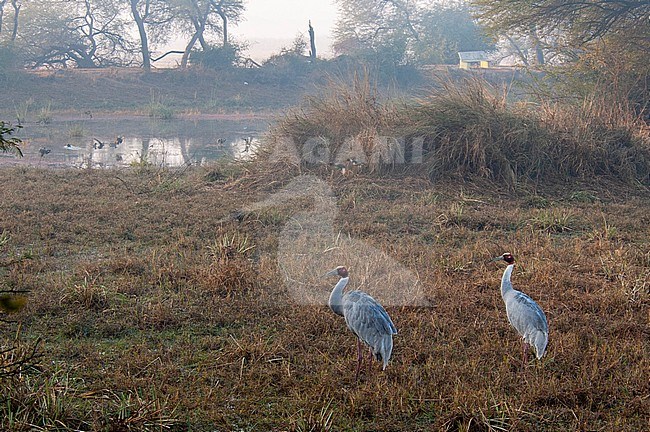 Pair of Sarus Cranes (Grus antigone) standing on the edge of a wetland in an Asian Nature Reserve. stock-image by Agami/Marc Guyt,