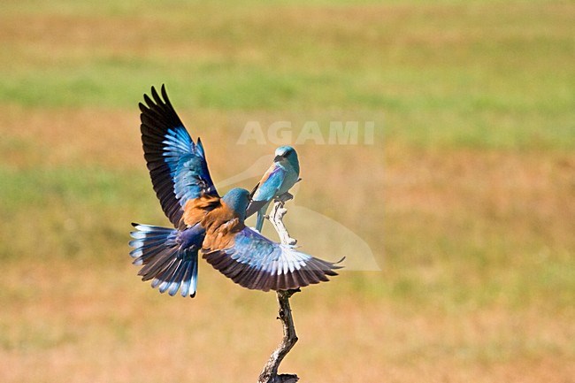 Scharrelaar in de vlucht; European Roller in flight stock-image by Agami/Marc Guyt,