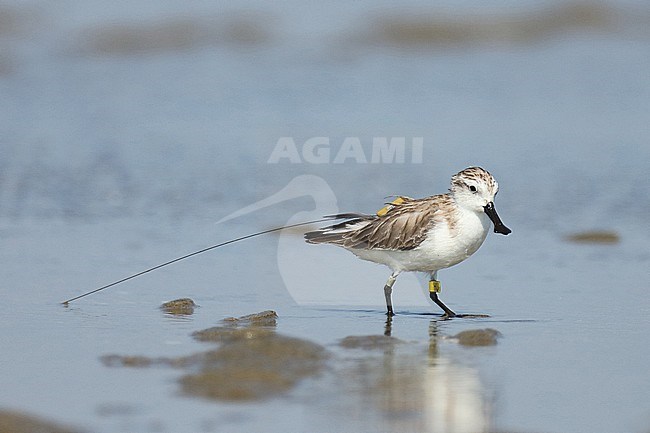 Spoon-billed Sandpiper (Eurynorhynchus pygmeus) wintering along the east coast of China near Xitou in Guangdong.  Carrying a transmitter. stock-image by Agami/Jonathan Martinez,