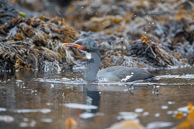 Campbell Shag (Leucocarbo campbelli) on Campbell island in subantarctic New Zealand. Adult swimming just of the shore, hunting for fish. stock-image by Agami/Marc Guyt,