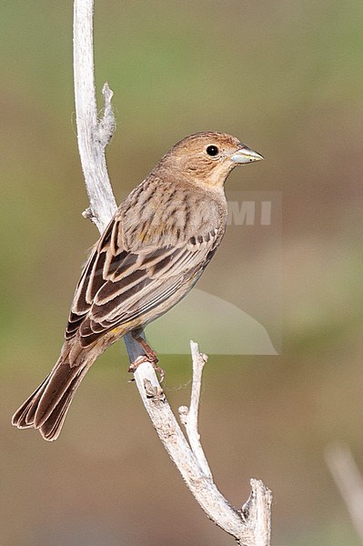 Bruinkopgors, Red-headed Bunting, Emberiza bruniceps stock-image by Agami/Arend Wassink,