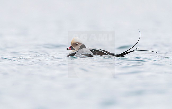 Male Long-tailed Duck (Clangula hyemalis) in winter plumage swimming in a harbor on Varangerfjord peninsula, arctic Norway. stock-image by Agami/Marc Guyt,