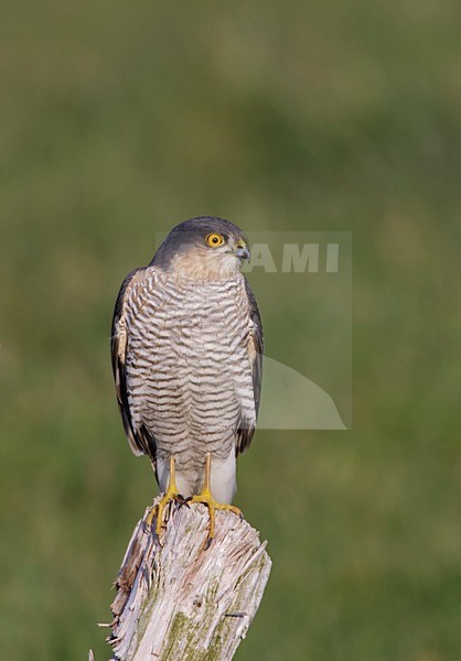 Mannetje Sperwer zittend op een paal; Male Eurasian Sparrowhawk perched on a pole stock-image by Agami/Arie Ouwerkerk,