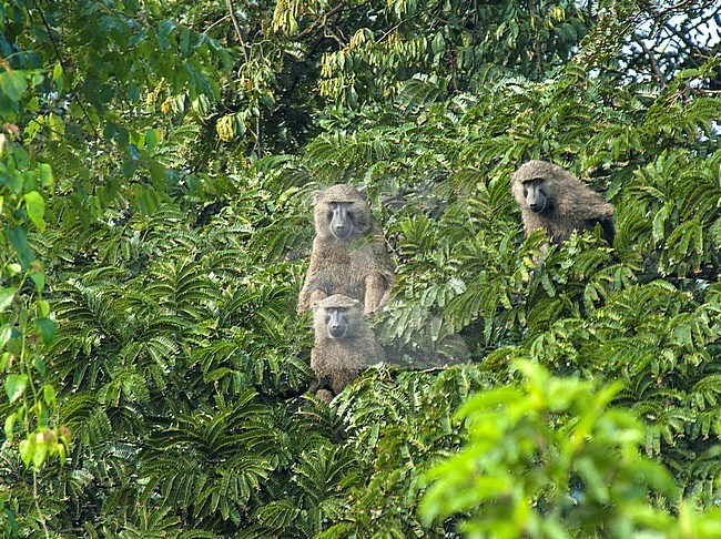 Olive Baboon (Papio anubis) part of a bifg group perched in a tree stock-image by Agami/Roy de Haas,