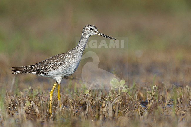 Adult Greater Yellowlegs (Tringa melanoleuca) in non-breeding plumage standing in marshland in Ventura County, California during autumn migration. stock-image by Agami/Brian E Small,