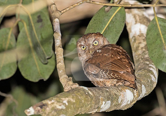 Pemba Scops Owl (Otus pembaensis) in Tanzania. stock-image by Agami/Pete Morris,
