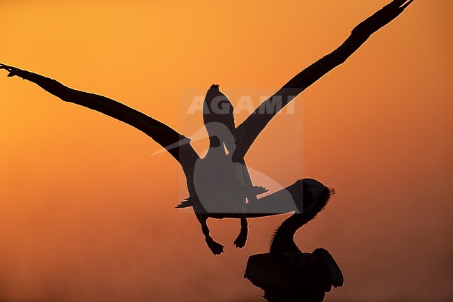 Brown Pelican (Pelecanus occidentalis carolinensis) at sunrise in Dry Tortugas, Florida, USA stock-image by Agami/Helge Sorensen,