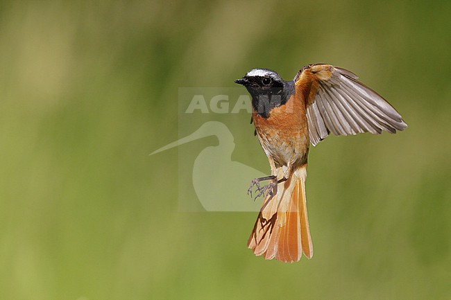 Common Redstart (Phoenicurus phoenicurus), adult male in flight, Campania, Italy stock-image by Agami/Saverio Gatto,
