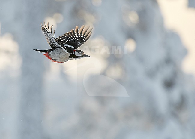 Great Spotted Woodpecker (Dendrocopus major) Kuusamo Finland January 2018. stock-image by Agami/Markus Varesvuo,