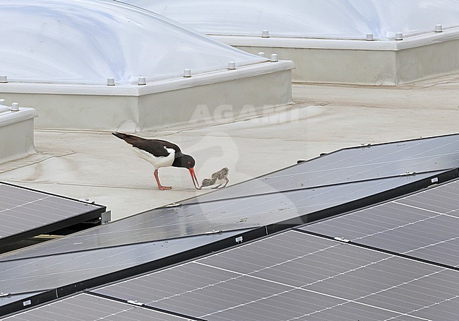 Als een van de ouders op het dak landt, komt het jong onder de zonnepanelen vandaan. stock-image by Agami/Jacques van der Neut,