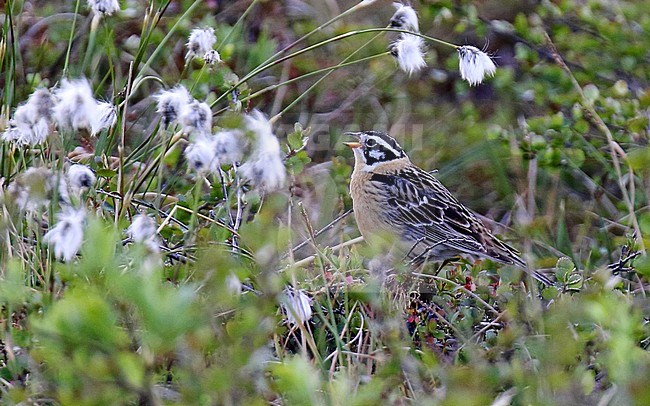 Adult male Smith's Longspur (Calcarius pictus) during the breeding season in Alaska, United States. Singing from the ground. stock-image by Agami/Dani Lopez-Velasco,