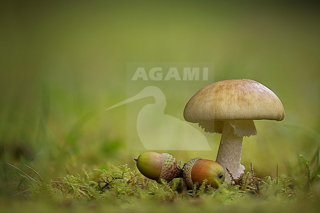 Groene knolamaniet met eikels; Death cap with acorns stock-image by Agami/Rob Olivier,