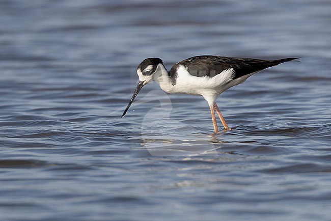 Black-necked Stilt (Himantopus mexicanus) stock-image by Agami/David Monticelli,